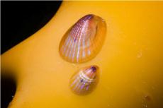 Blue rayed limpet © Paul Kay